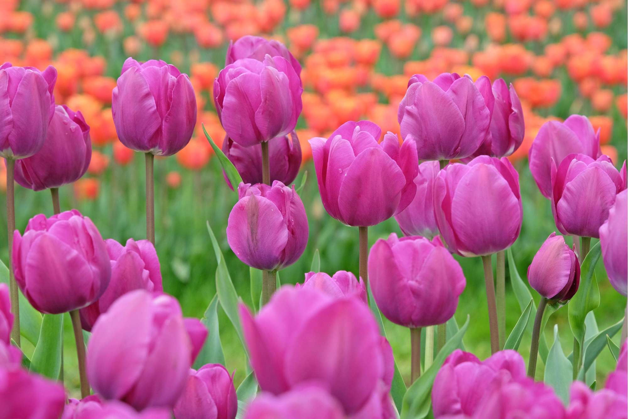 Tulpe 'Negrita'